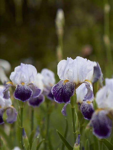 Bearded Irises: A Lost Generation of Flowers Has a Moment - Gardenista Web Story - Gardenista