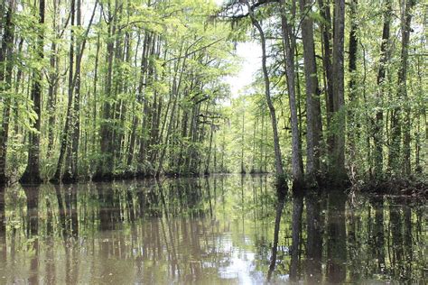 chowan_river_stumpy_creek_2020_08 | Reggie Duke | Flickr