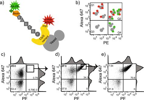 a Cartoon depicting the fluorescent labeling scheme used for detection... | Download Scientific ...