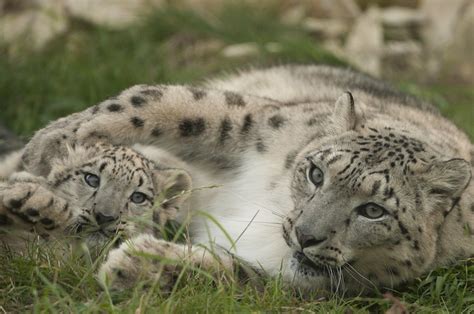 Snow Leopard Mother and Cub | Anne-Marie Kalus | Flickr