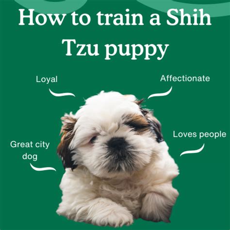 How to Train a Shih Tzu Puppy | Complete Training Guide