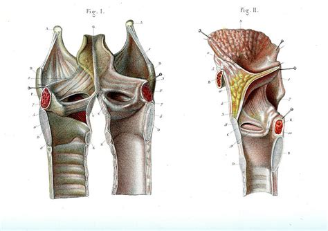 Voice Box Anatomy Photograph by Collection Abecasis - Pixels