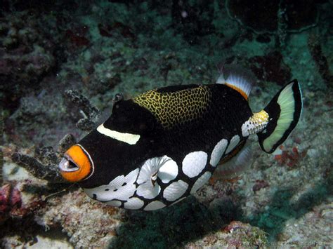 Clown Triggerfish | The Life of Animals