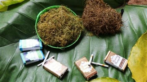 Daun Kering Talas Beneng Pandeglang, Alternatif Tembakau Tanpa Nikotin