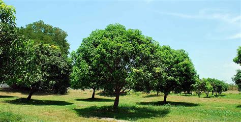 The Sweetest Mango Comes from Zambales– a Fruit of Change - Preda Fair Trade, Philippines Preda ...