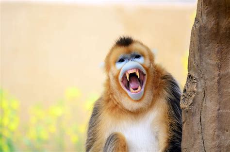 18 Extraordinary Types of Monkeys