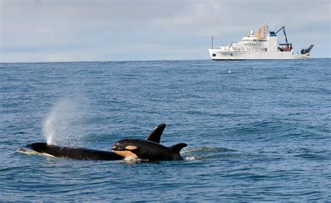 New baby orca, other discoveries made by biologists tracking whales off ...