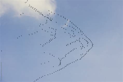 "Flock: Bird Flock" by Stocksy Contributor "PER Images" - Stocksy