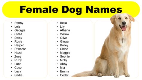 Female Dog Names in English: Unique, Strong, Stylish, Fancy - GrammarVocab