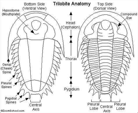 Trilobite Printout- EnchantedLearning.com