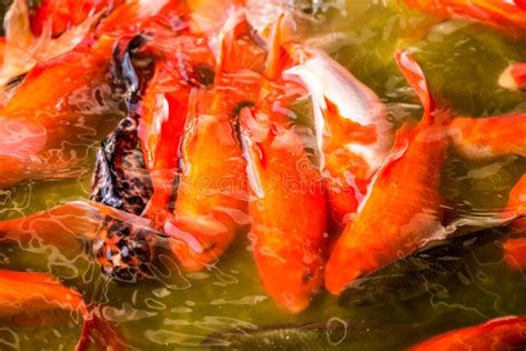 Chinese Koi Fish Swimming in the Pond in Beijing, China Stock Image - Image of beautiful, garden ...