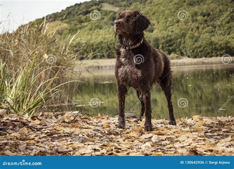 Breton hunting dog stock photo. Image of portrait, outdoor - 130642936