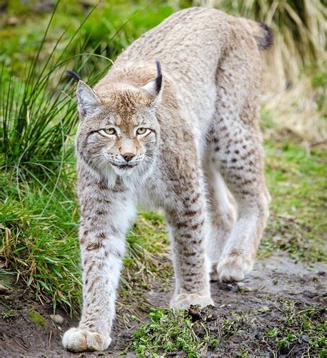 Lince boreal | Características, alimentación, reproducción, hábitat