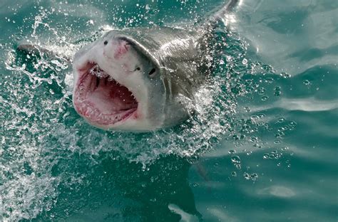 Are There Great White Sharks In British Waters? - Wavelength Surf Magazine - since 1981