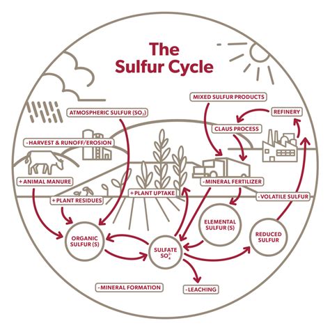 Soil Science 101: The Sulfur Cycle | Keg River