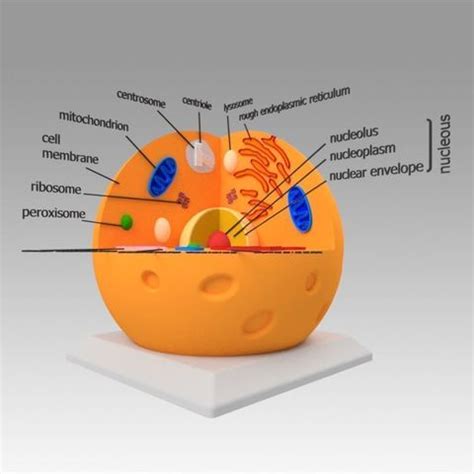 Download 3D print files Animal cell ・ Cults