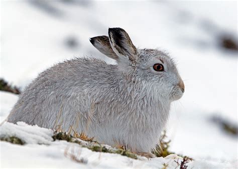 Mountain Hare - Coniferous Forest