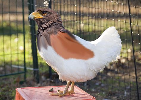 [OC] Hawkin: Chicken cross Hawk : r/HybridAnimals