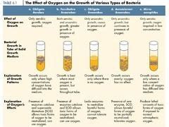 Facultative anaerobic organism ~ Everything You Need to Know with Photos | Videos