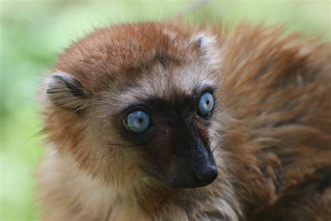 10 Weirdly Wonderful Lemur Species