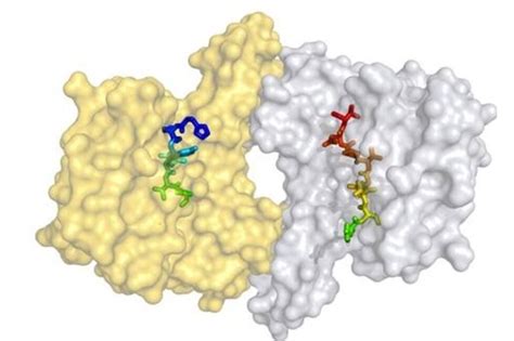 14-3-3 Protein-Protein Interactions