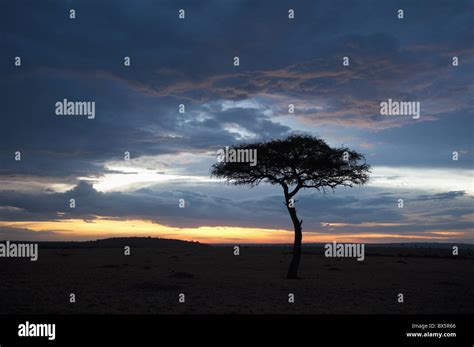 Masai Mara, Kenya, East Africa, Africa Stock Photo - Alamy