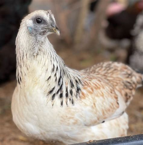 Mosaic Chicken: The Ultimate Breed Guide - Flocks and Foliage