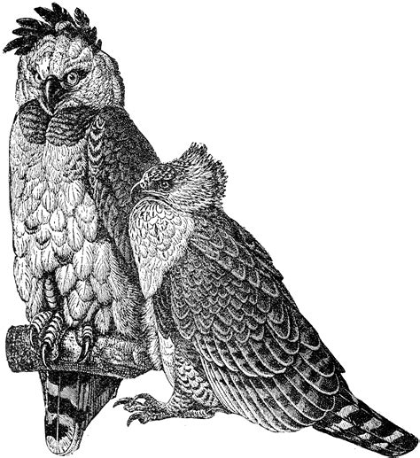 American Harpy Eagle | ClipArt ETC