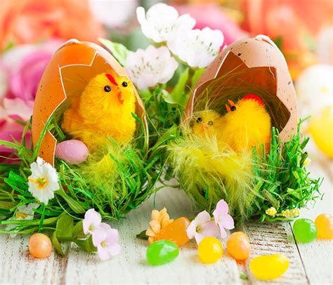 Easter Egger Chickens Wallpapers - Wallpaper Cave