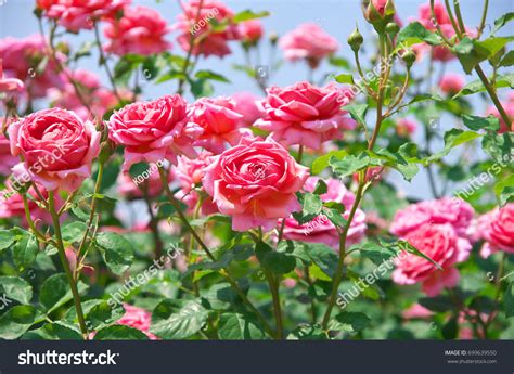 40,721 Rose Garden Japan Images, Stock Photos & Vectors | Shutterstock