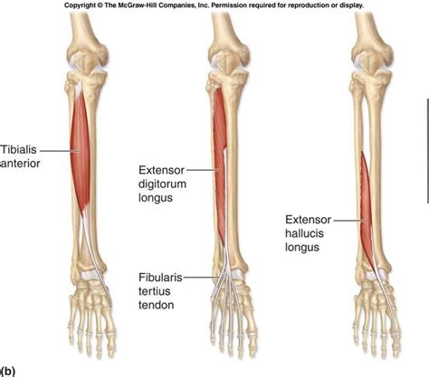 Muscle anatomy, Muscle body, Anatomy flashcards