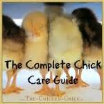 The Chicken Chick®: Chick Care