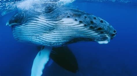 Humpback Whale Sounds | Deep Underwater Sounds for Deep Sleep | Sleep Sounds for Study ...