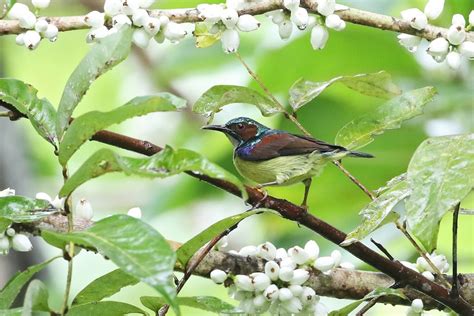 Gray-throated Sunbird - eBird