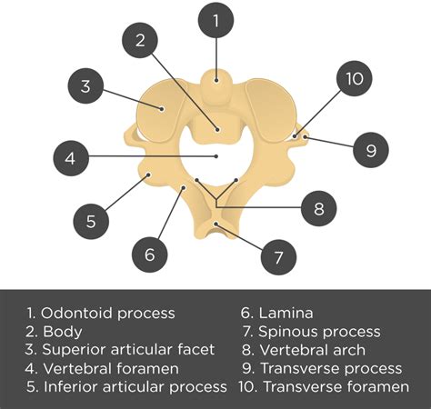 Cervical Vertebrae Labeled Axis