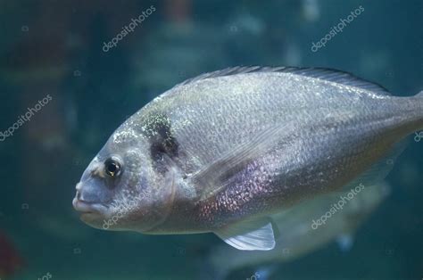 Gilt Head Bream Stock Photo by ©albaman 80441378