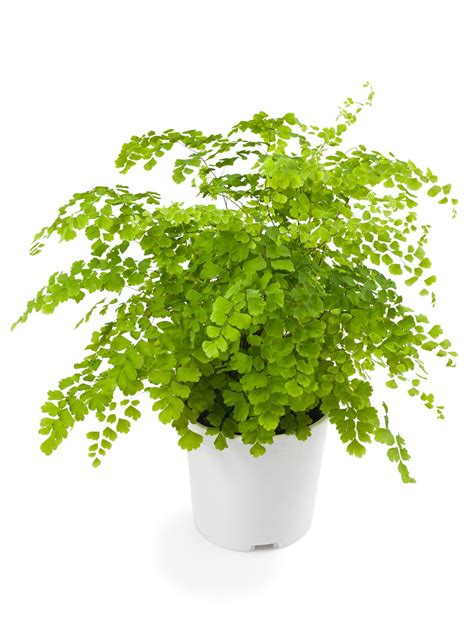 Maidenhair Fern - Mosarte Garden Living