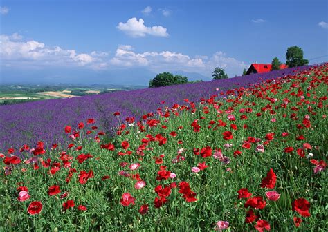 Furano: the city of lavender | Hokkaido Treasure | Hokkaido Treasure ...