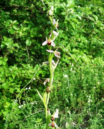 Bee orchid || BeeKeeping