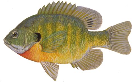 Bluegill (Fish of the California Delta) · iNaturalist