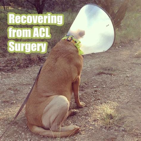 After Your Dog's ACL Surgery: 9 Tips to Help | Acl surgery, Cruciate ligament in dogs, Knee ...