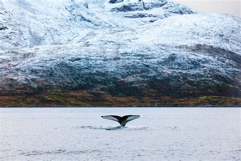 Greenland Wildlife | Swoop Arctic