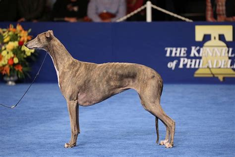 What Dog Looks Like A Greyhound