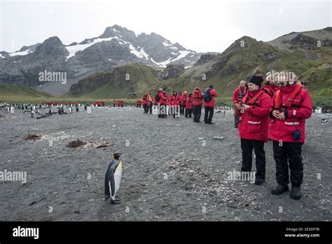 Tourists on Gold Harbour beach South Georgia island with King Penguins ...