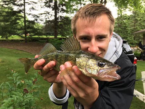 Awesome coloration on this walleye : r/Fishing