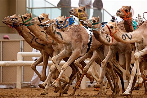 Camel Racing in UAE and Oman added to UNESCO list of intangible cultural heritage | News | Time ...