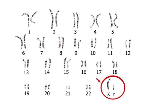 4.6 Karyogramanalyse - Toelatingsexamen Arts-Tandarts