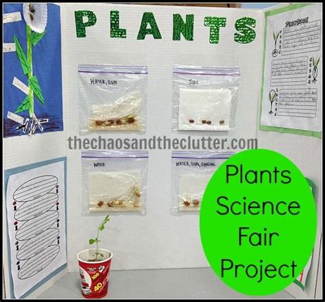 Plants Science Fair Project | Plant science fair projects, Science fair ...