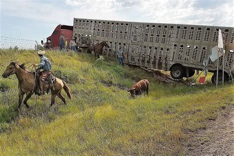 3 hurt, 7 cattle die in Kansas livestock truck crash