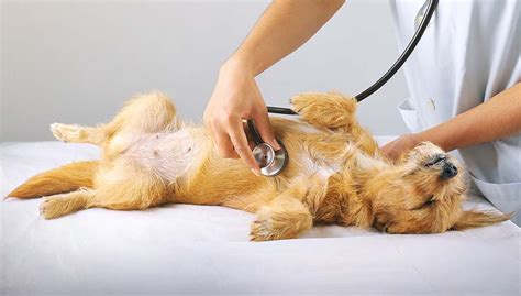 4 Heart Problems in Dogs: Causes, Symptoms and Treatments